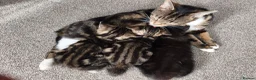 Domestic Shorthair cats for sale: TWO beautiful Tabby kittens available  - Advert 8