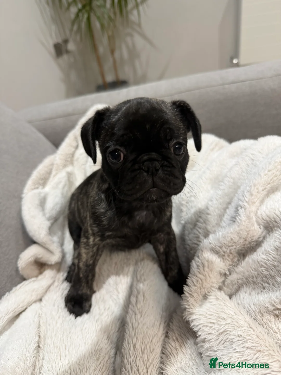 Frug dogs for sale: Beautiful Frug Puppies - Advert 16