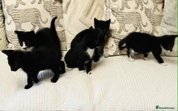 Mixed Breed cats for sale: Kittens  - Image 8
