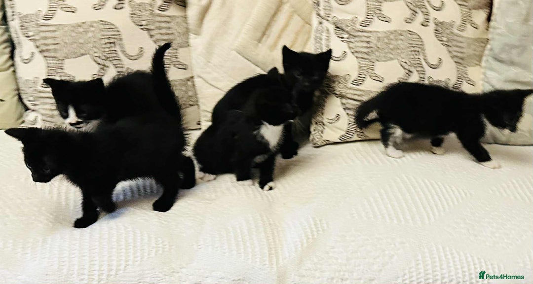 Mixed Breed cats for sale: Kittens  - Image 8