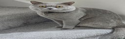 British Shorthair cats for sale: GCCF registered ACTIVE STUD british short hair - Advert 4