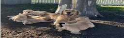 Golden Retriever dogs for sale: Golden Retriever Premium Puppies for sale in Stevenage - Advert 2