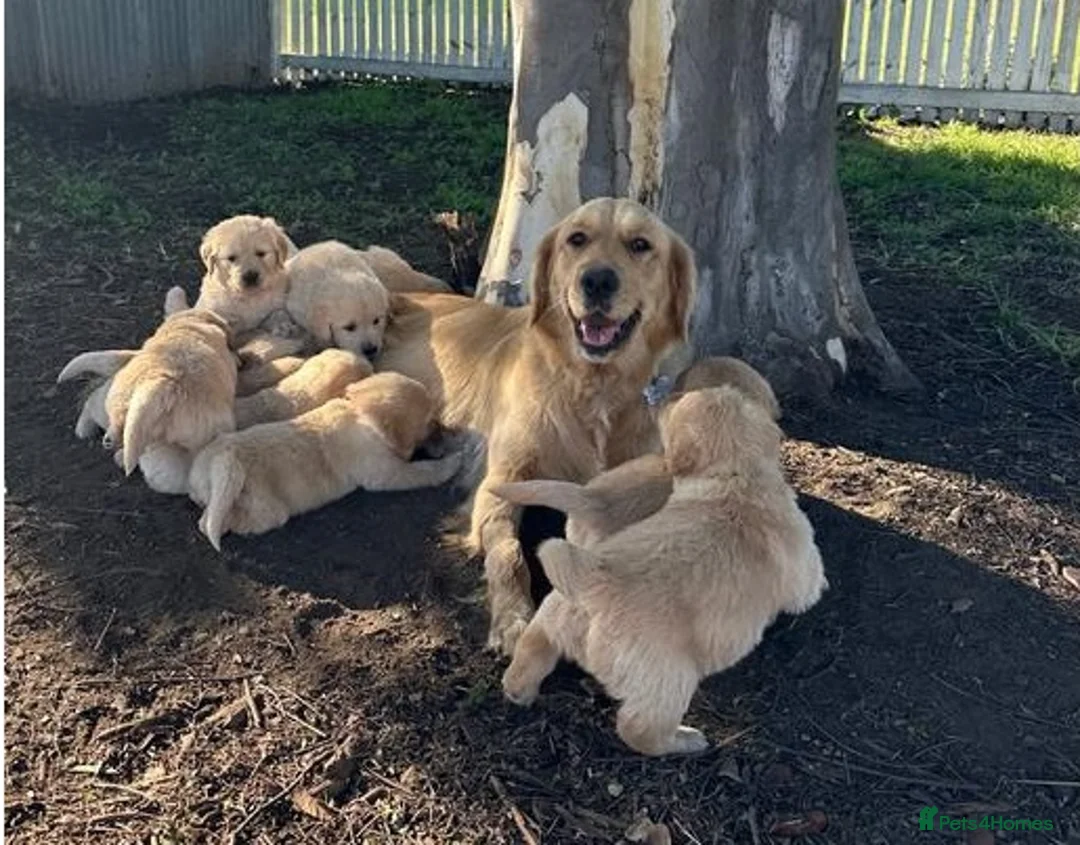 Golden Retriever dogs for sale: Golden Retriever Premium Puppies for sale in Stevenage - Advert 2