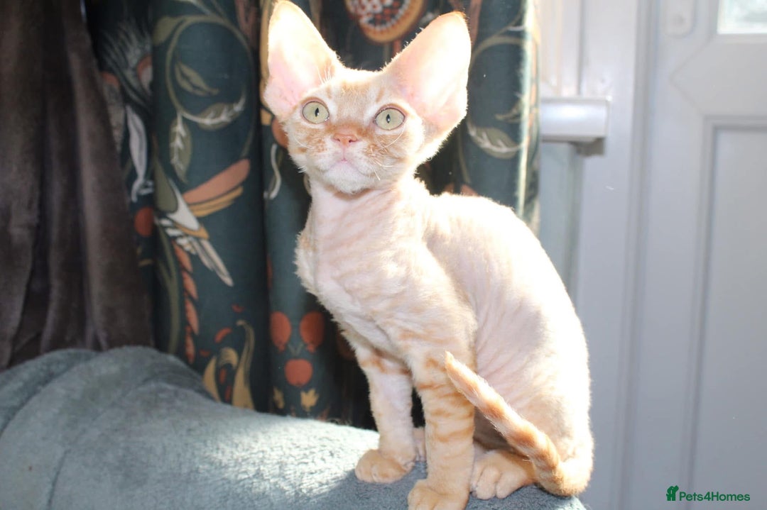 Devon Rex cats for sale: GCCF Devon Rex kittens - Image 16