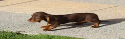 Dachshund dogs for sale: MINIATURE DACHSHUND PUPPIES FOR SALE - Advert 17