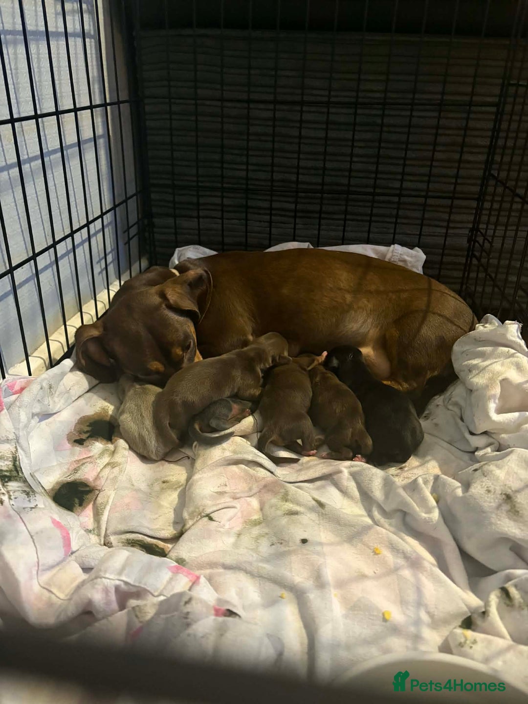 Miniature Dachshund dogs for sale: Mini daschund puppies - Advert 7