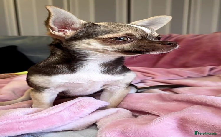 Chihuahua dogs in Basildon - Advert 2