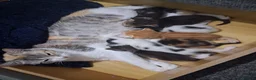 Mixed Breed cats for sale: Litter of 7 ready to leave - Advert 13
