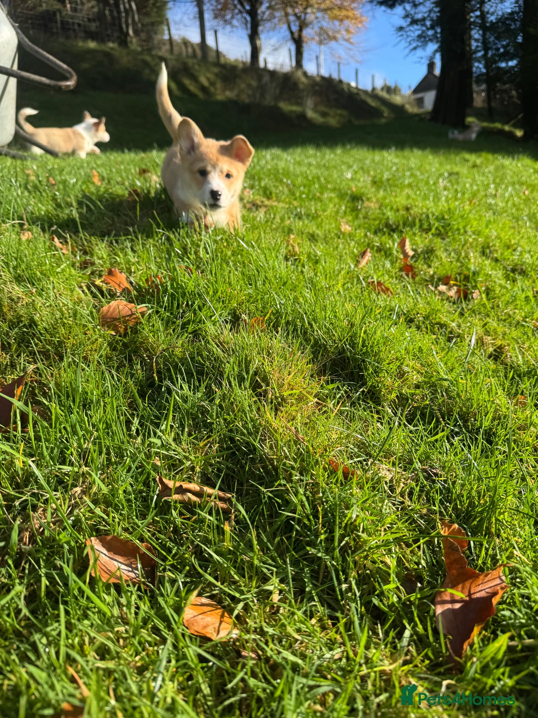 Welsh Corgi Pembroke dogs for sale: Beautiful Registered Pembroke Corgis - Advert 13