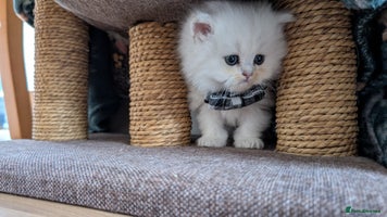 British Longhair cats - Advert 3