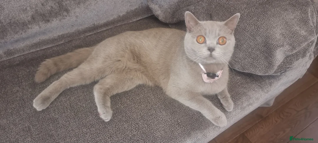 British Shorthair cats for sale: British Shorthair Lilac Female – 1 Year Old - Advert 2