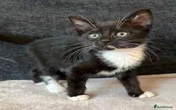 Mixed Breed cats for sale: Kitten for good home with all her belongings  - Image 4