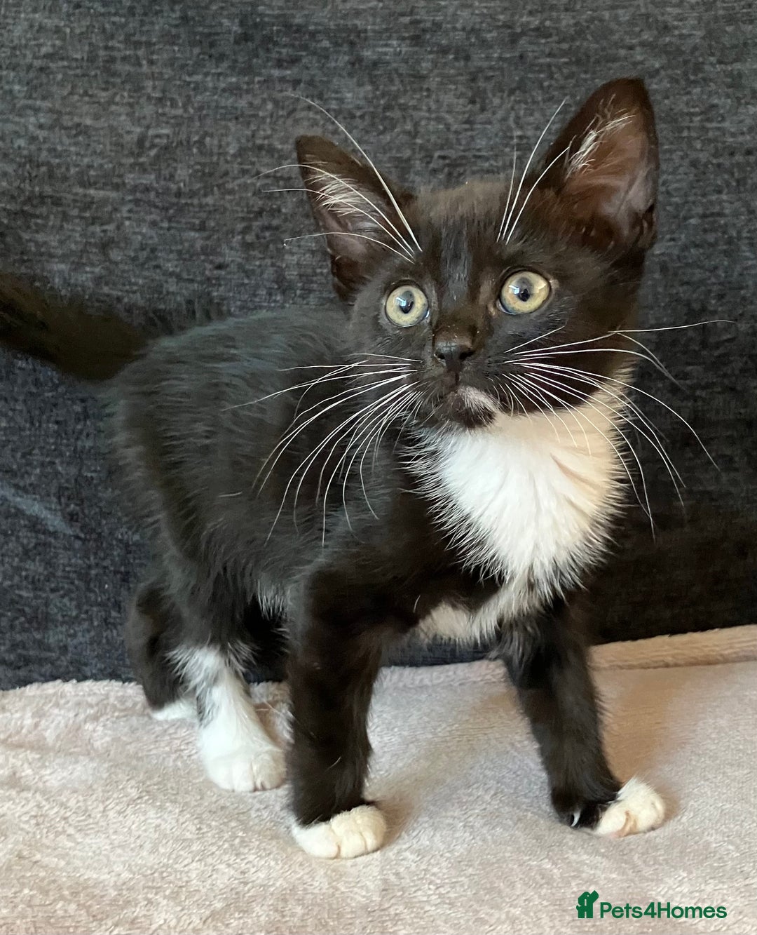 Mixed Breed cats for sale: Kitten for good home with all her belongings  - Image 4