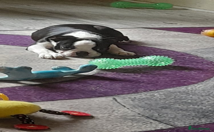 Boston Terrier dogs - Advert 2