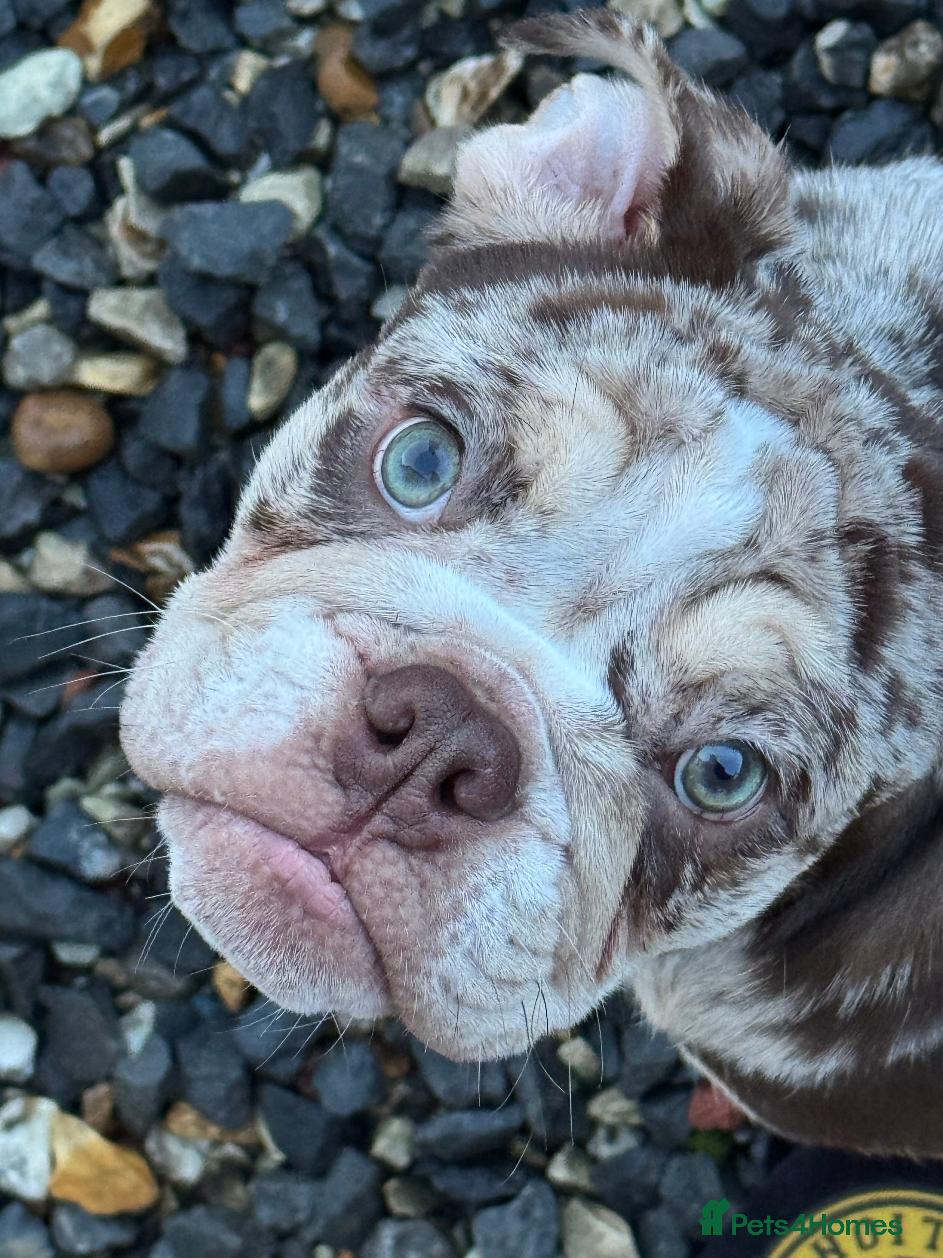 English Bulldog dogs tanned merle English bulldog  - Advert 11