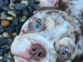 English Bulldog dogs tanned merle English bulldog - Advert 11