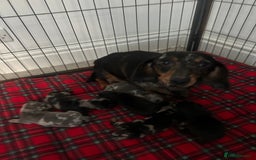 Miniature Dachshund dogs for sale: miniature dachshund puppies - Image 24