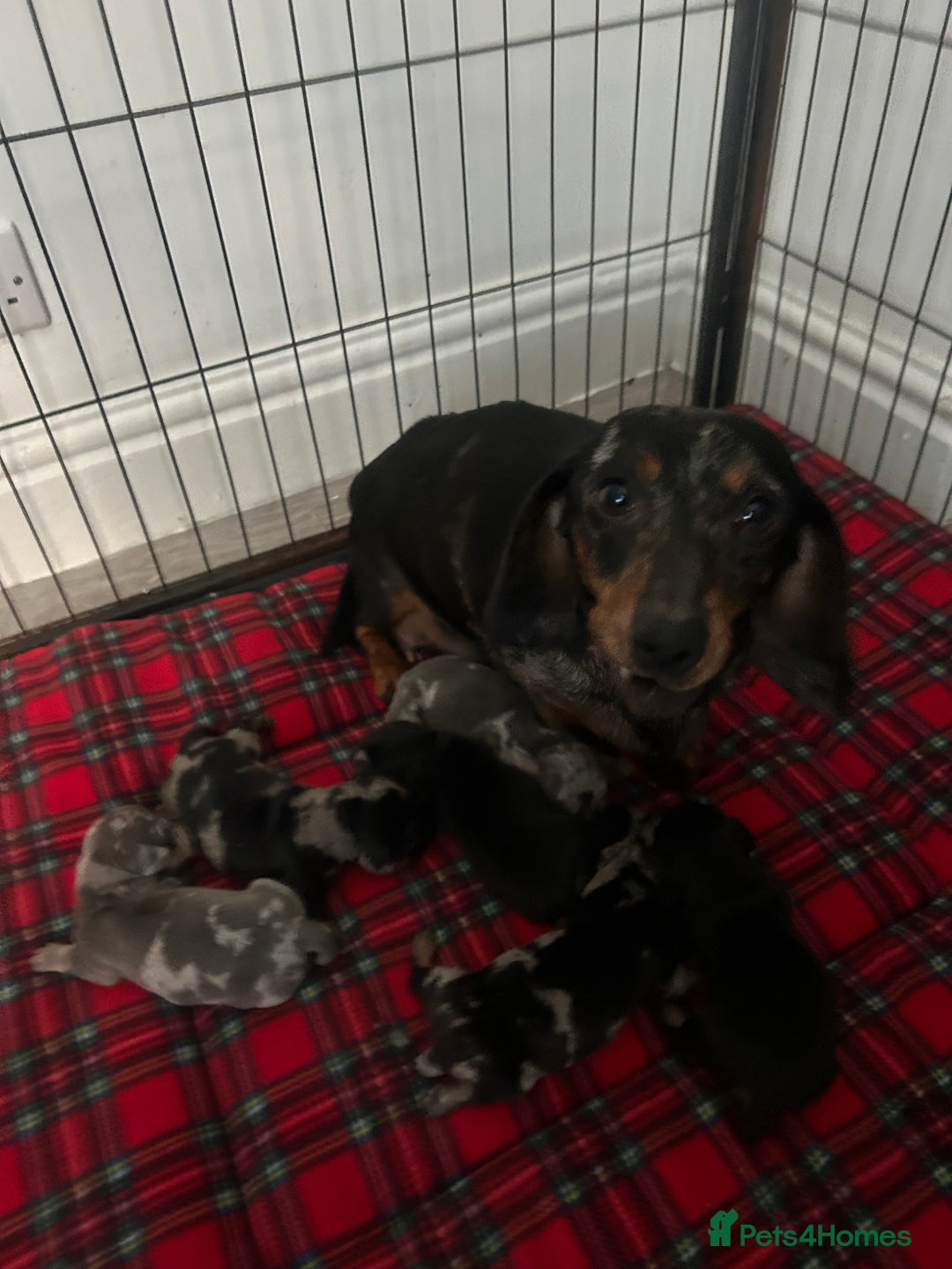 Miniature Dachshund dogs for sale: miniature dachshund puppies - Image 24