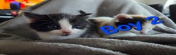 Mixed Breed cats for sale: 5 Fabulous kittens - Advert 7
