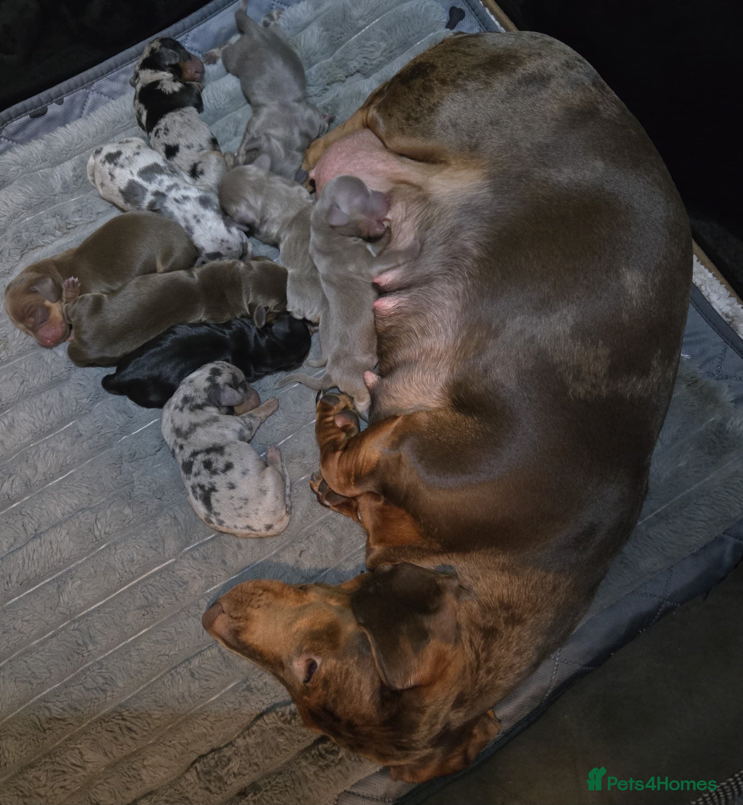 Miniature Dachshund dogs 9 KC registered miniature dachshunds  - Advert 1