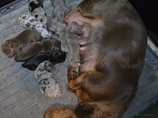 Miniature Dachshund dogs 9 KC registered miniature dachshunds - Advert 5