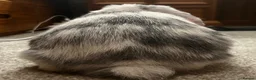 Mixed Breed rabbits for sale: MINI LION LOP X LION LOP RABBIT FOR SALE + CAGE  in Colchester - Advert 4