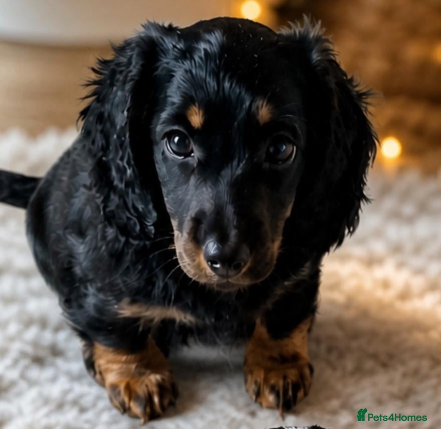 Miniature Dachshund dogs Outstanding Temperament & Quality Dachshunds - Advert 9