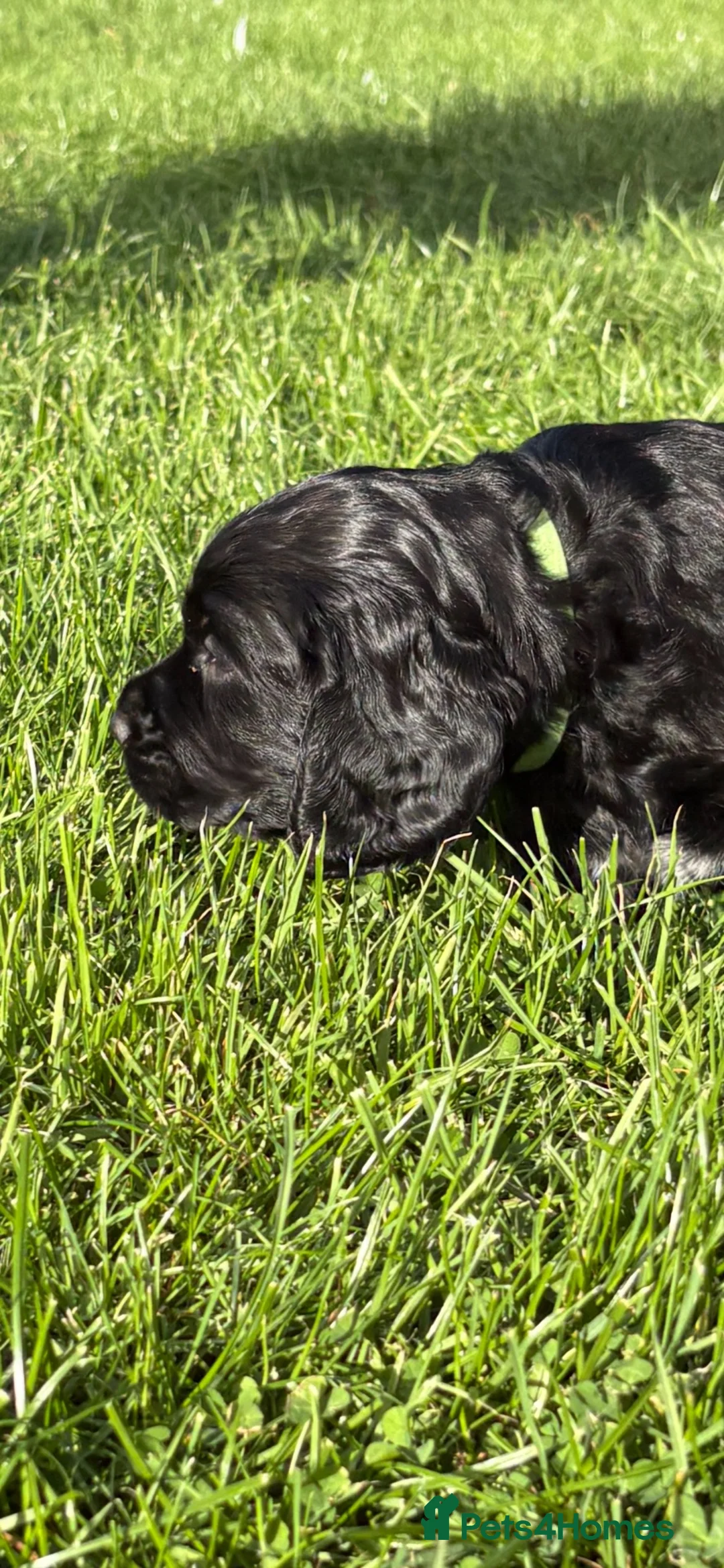 Cocker Spaniel dogs for sale: 2 gorgeous boy pups  in Bristol - Advert 2