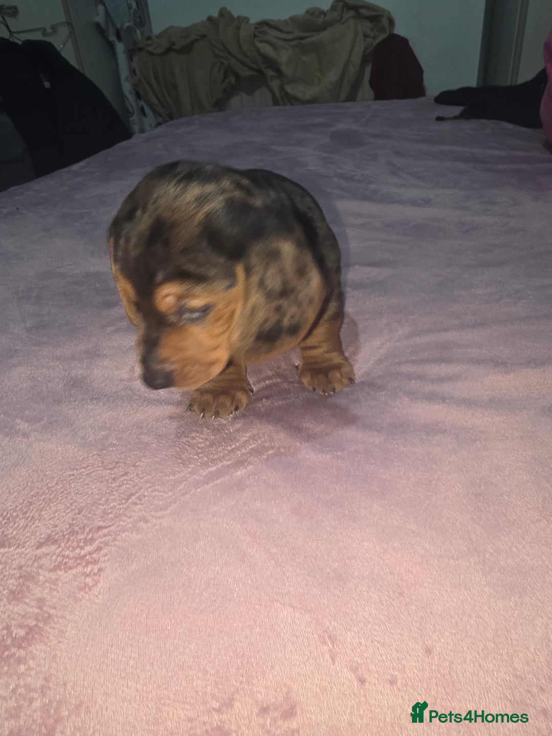 Miniature Dachshund dogs for sale: True to type kc dad home raised both parents here - Advert 13