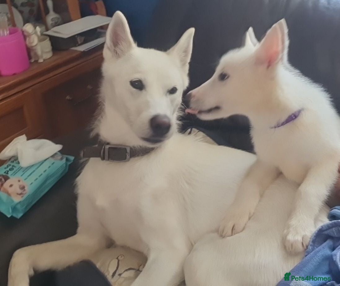 Siberian Husky dogs 2 female Beautiful White Husky Puppies Ready Now. - Advert 12
