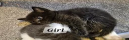 Ragdoll cats for sale: RAGDOLL X KITTENS 2 GIRLS 2 BOYS  - Advert 6