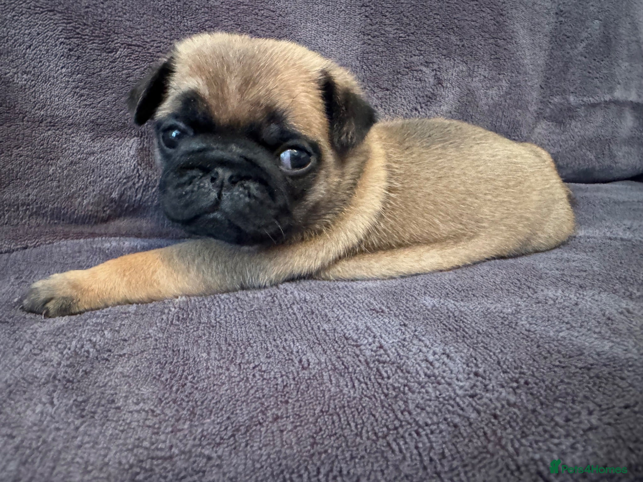 Pug dogs Beautiful Litter Of Pug Puppies All Girls  - Advert 2