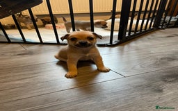 Miniature Pinscher dogs for sale: Miniature pinscher puppys - Advert 8