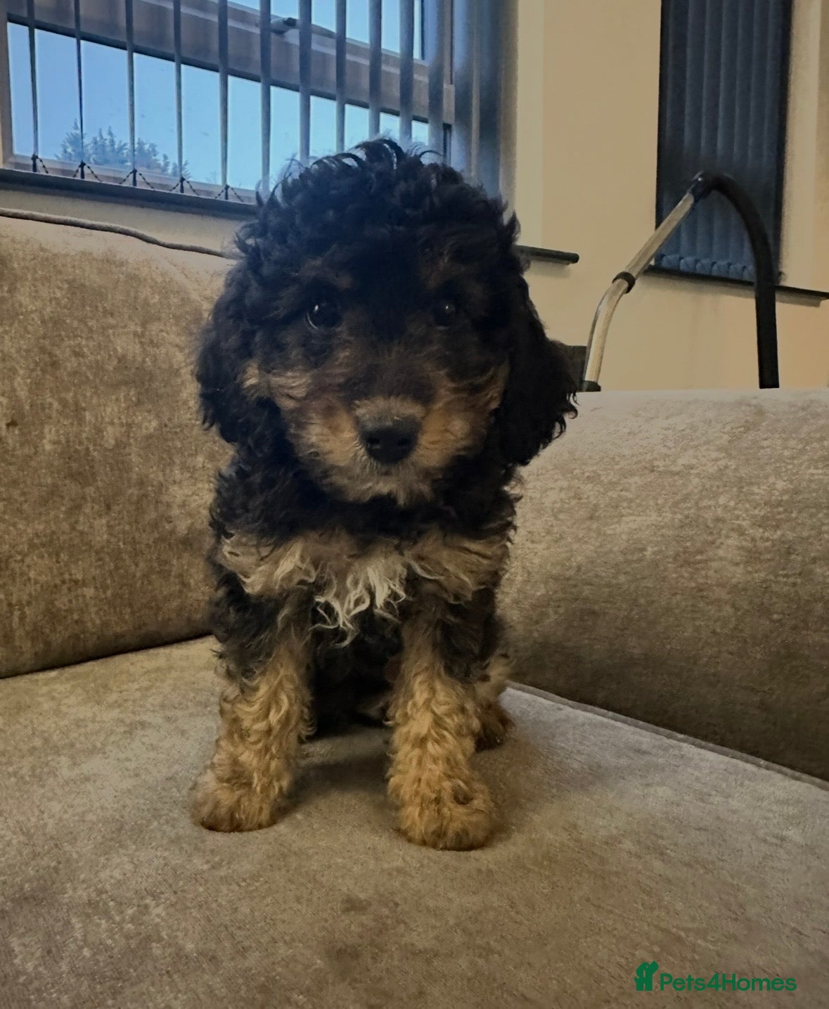 Cavapoo dogs Beautiful babies looking for forever homes - Advert 2