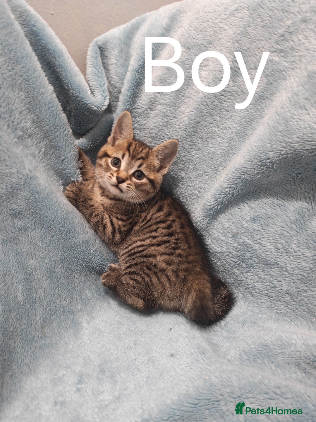 Mixed Breed cats for sale: Beautiful kittens VIDEOS - Advert 28