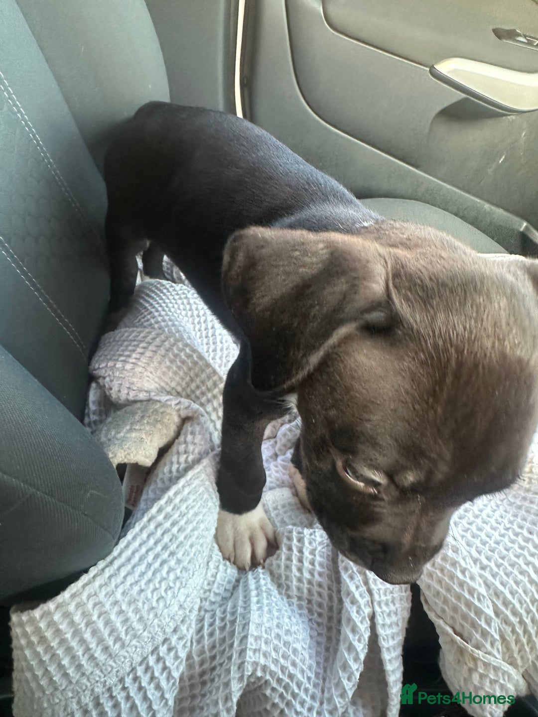 Mixed Breed dogs for sale: Cane corso x staff puppies  - Image 37