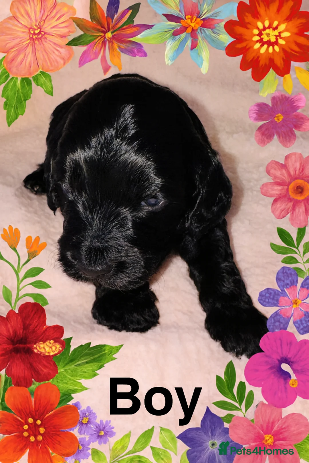 Cockapoo dogs for sale: DNA Tested F1 Rare Merle Cockapoos, Ready 20th Feb - Advert 4