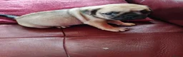 Frug dogs for sale: Frug female - Advert 1