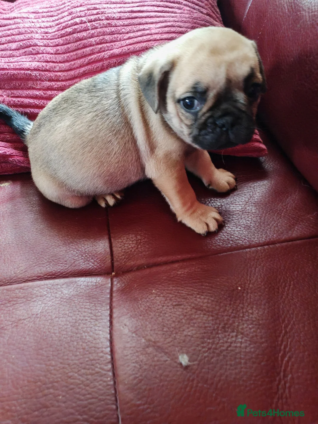 Frug dogs for sale: Frug female - Advert 1
