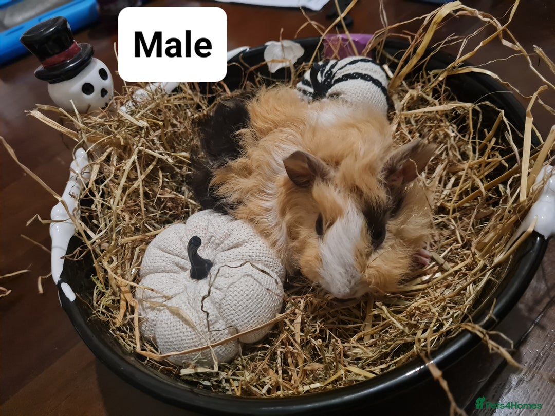 Guinea Pig rodents for sale: Baby Guinea Pigs  - Image 9