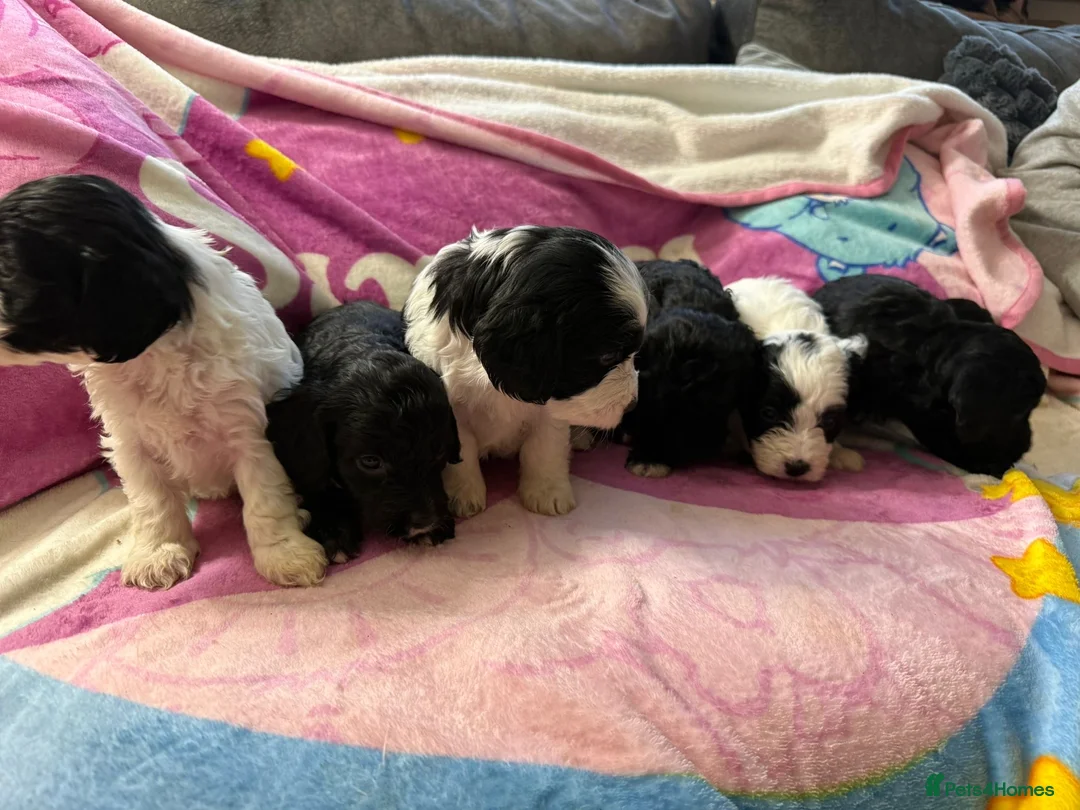 Cockapoo dogs for sale: 5 stunning cockapoo pups left ❤️ - Advert 2