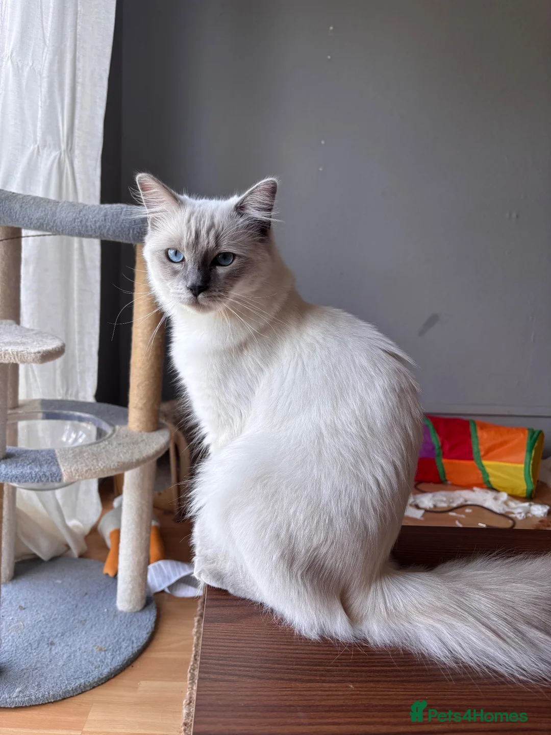 Ragdoll cats for sale: Goose - ragdoll x Siamese looking for a home - Advert 2