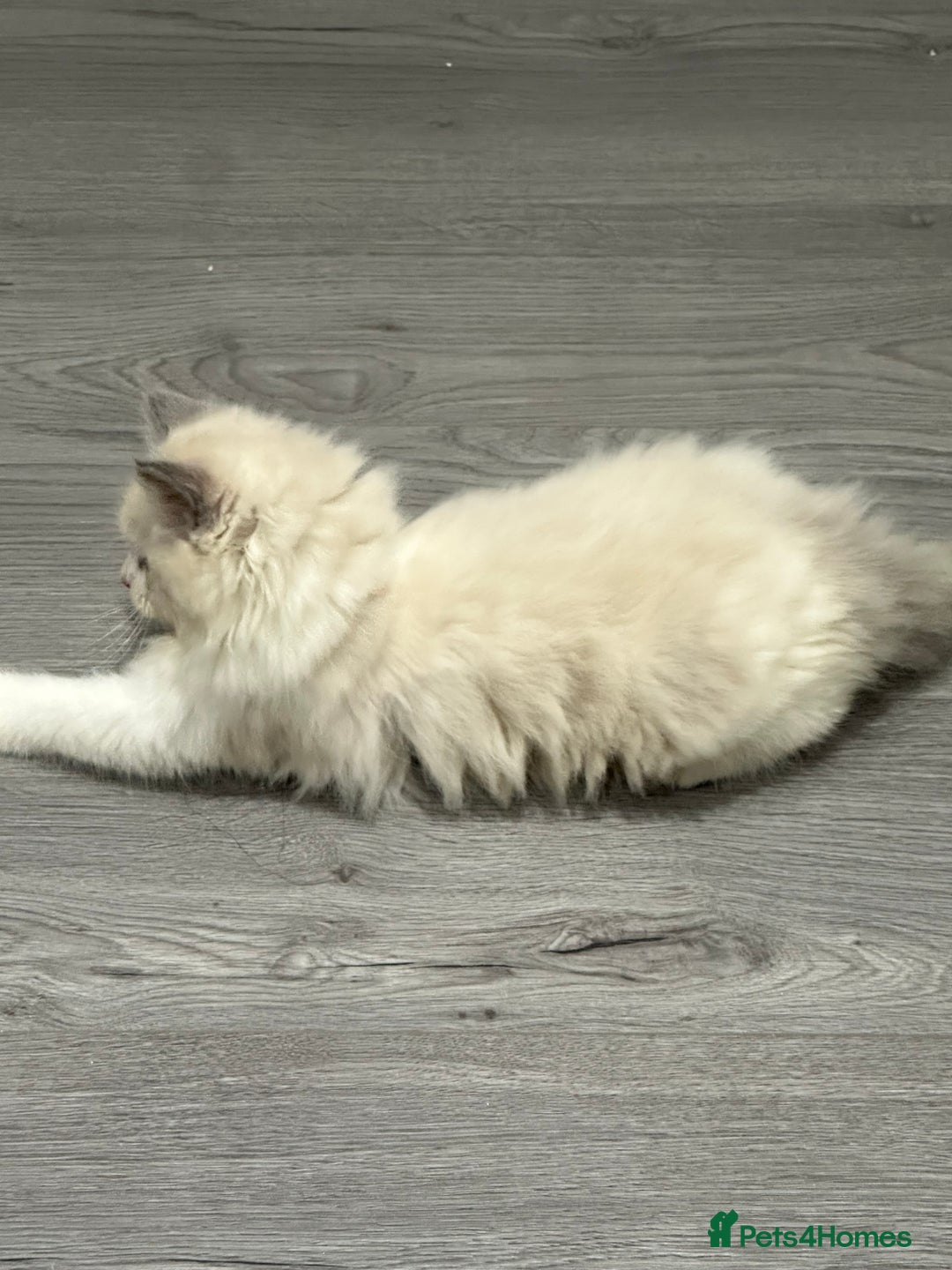 Ragdoll cats for sale: Stunning Ragdoll Boy - Image 10