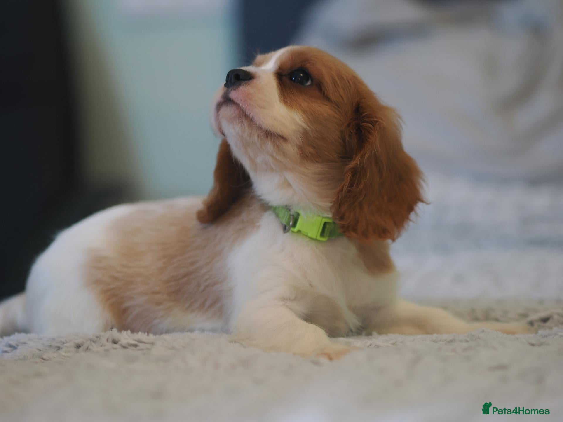 Cavalier King Charles Spaniel dogs KC Health Tested Cavalier King Charles Spaniel Pup - Advert 1
