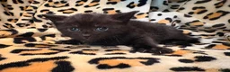 Mixed Breed cats for sale: READY TO LEAVE ASAP!! 5 kittens for sale! - Advert 16