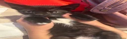 Mixed Breed cats for sale: URGENT sales of two kittens - Advert 9