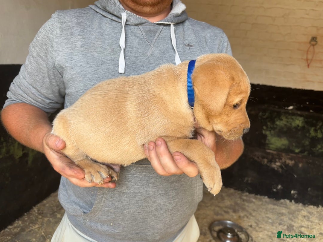 Labrador Retriever dogs for sale: Last strong lab pup ready to leave - Image 5