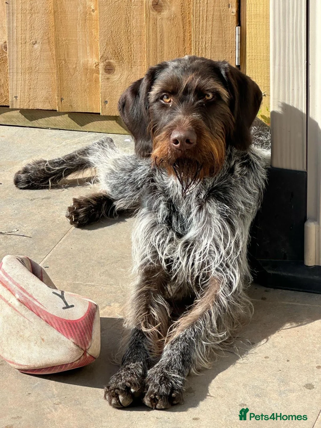 German Wirehaired Pointer dogs for sale: Kc reg german wirehaired pointer puppies for sale - Advert 8