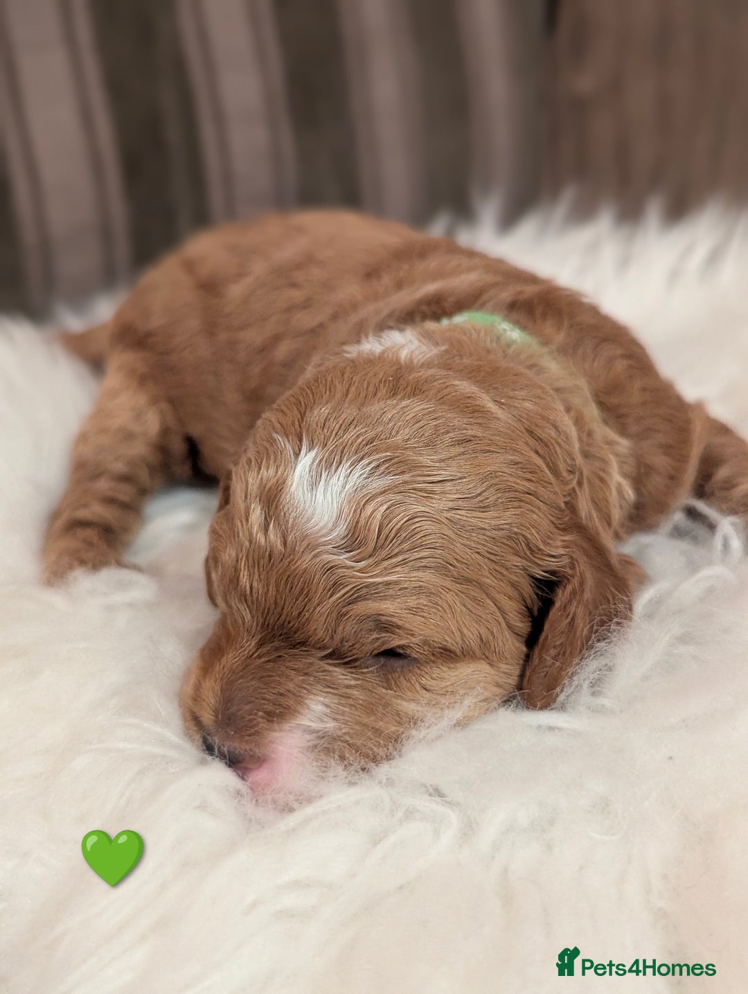 Cavapoo dogs for sale: Beautiful Cavapoo Puppies Available - Advert 15