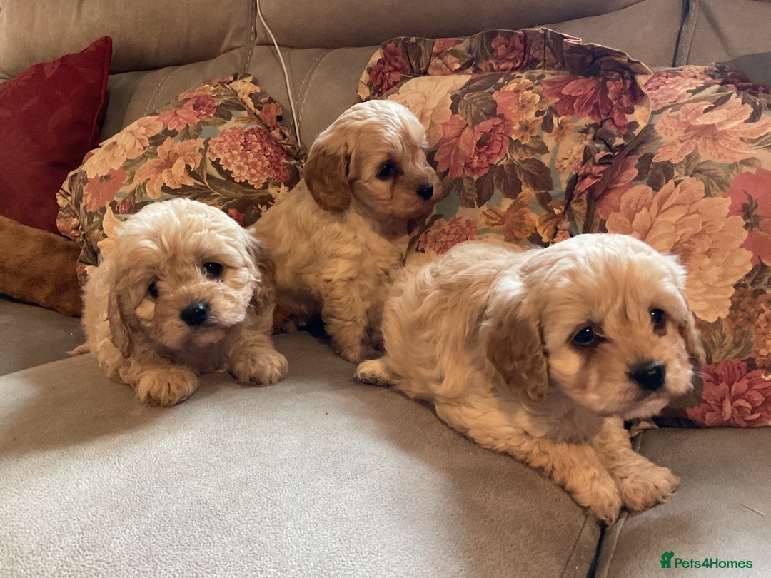 Cavapoo dogs for sale: 5 Loving Cavapoo F1 puppies  in Umberleigh - Image 8